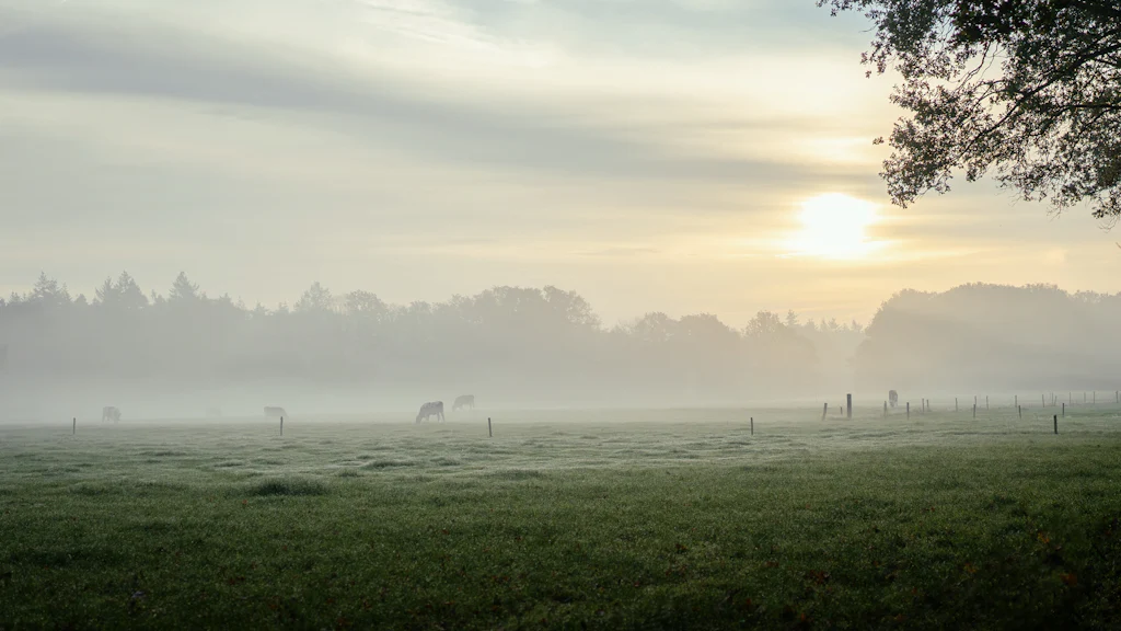 Um campo aberto ao amanhecer, com névoa baixa entre as árvores e o sol ainda no
        horizonte.